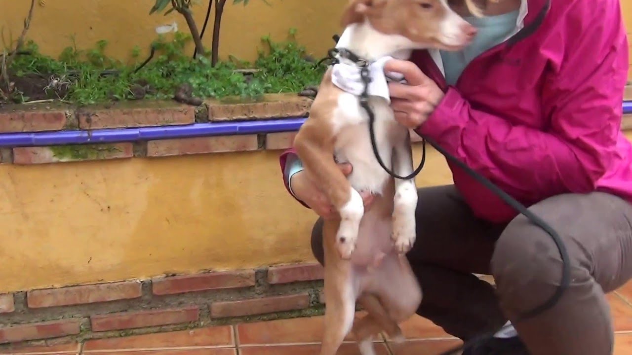 MIMI adopción perros cachorros