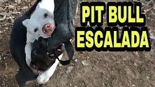 Celebrity Pit Bull Treino Entrada na Escalada com Babi e Huck Canal Pitgameness Game Dog Wealth