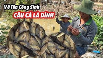 Câu Cá Rô Theo Mấy Gốc Cây Giật Cá Mỏi Tay Về Làm Món Ngon Nhất Miền Tây | Bông Lúa Đồng Tháp
