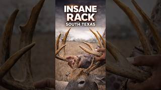 Texas Whitetail Buck Why we hunt Texas #whitetailhunting #deerhunting #deer #youtubeshorts