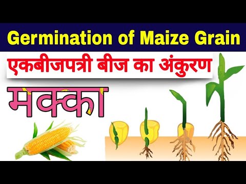 एकबीजपत्री बीज का अंकुरण | monocot seed germination in hindi