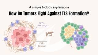 How Do Tumors Fight Against Tertiary Lymphoid Structure Formation? | A Simple Biology Explanation