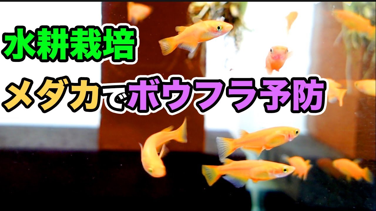 【水耕栽培】メダカを入れてボウフラを予防してみた【紅帝メダカ】