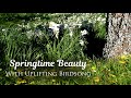 Morning Spring Ambience, Flower Meadow Daffodils | for Relaxing and Meditation| Nature Bird Sounds