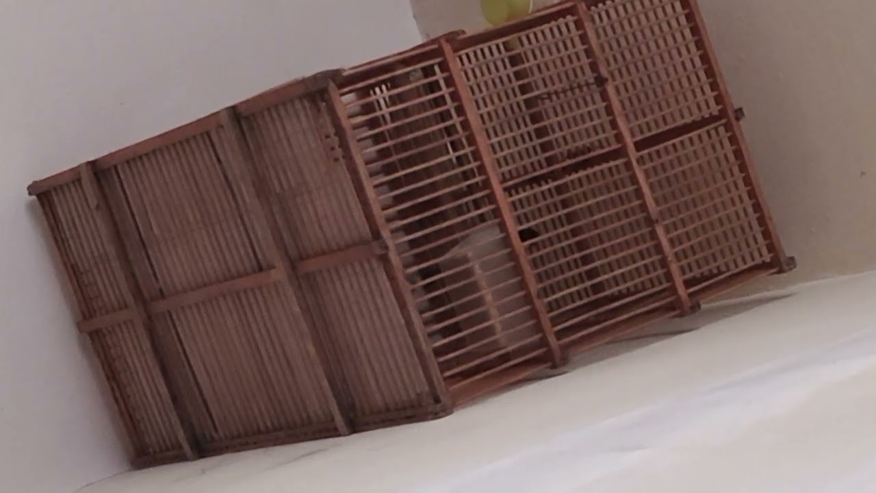 مطوعي سيد صلاح شوف تغير ماشاء الله