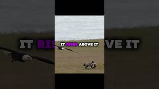 Rise Above The Storm Eagle Mentality Motivation