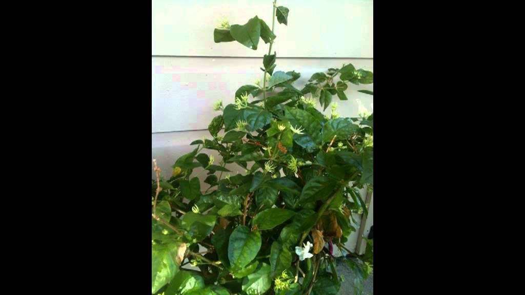 Song Ullile dukham..lyrics &Music Vijeesh Nair.Album Sughamulla Novu