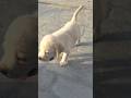 iss Masum sakal ke piche #facts #labrador #factfury #crazyfactyt3034