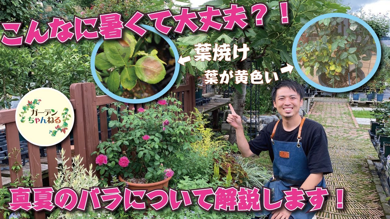 四季咲きのバラで夏剪定を解説 Youtube 四季咲きのバラで夏剪定を解説 Youtube