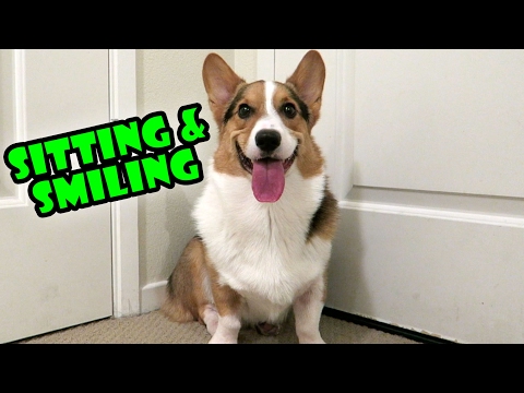 CORGI DOG SITTING & SMILING: Instant Mood Booster