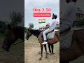 Learning Horse Riding From Scratch In India Learning Horse Riding From Scratch In India