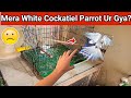 Mera Albino Cockatiel Parrot Urr Gya .