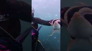 🏴 SPEARFISHING NORTH WALES UK @oceanammospearguns @SpearfishingUK