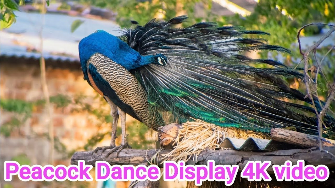 Peacock Dance Display 4K video 