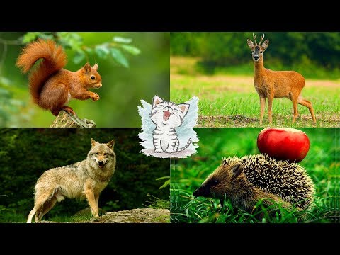 Развивающий мультфильм про животных диких и домашних
