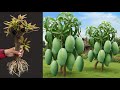 Unique Technique : Grafting Mango Tree Cutting Faster With Aloe Vera, how to grow mango tree 