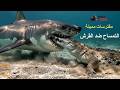 صراع اخطر الحيوانات المفترسة اسياد الرعب التمساح الجائع والقرش في اخطر مواجهة ملحمية صراع اخطر الحيوانات المفترسة اسياد الرعب التمساح الجائع والقرش في اخطر مواجهة ملحمية
