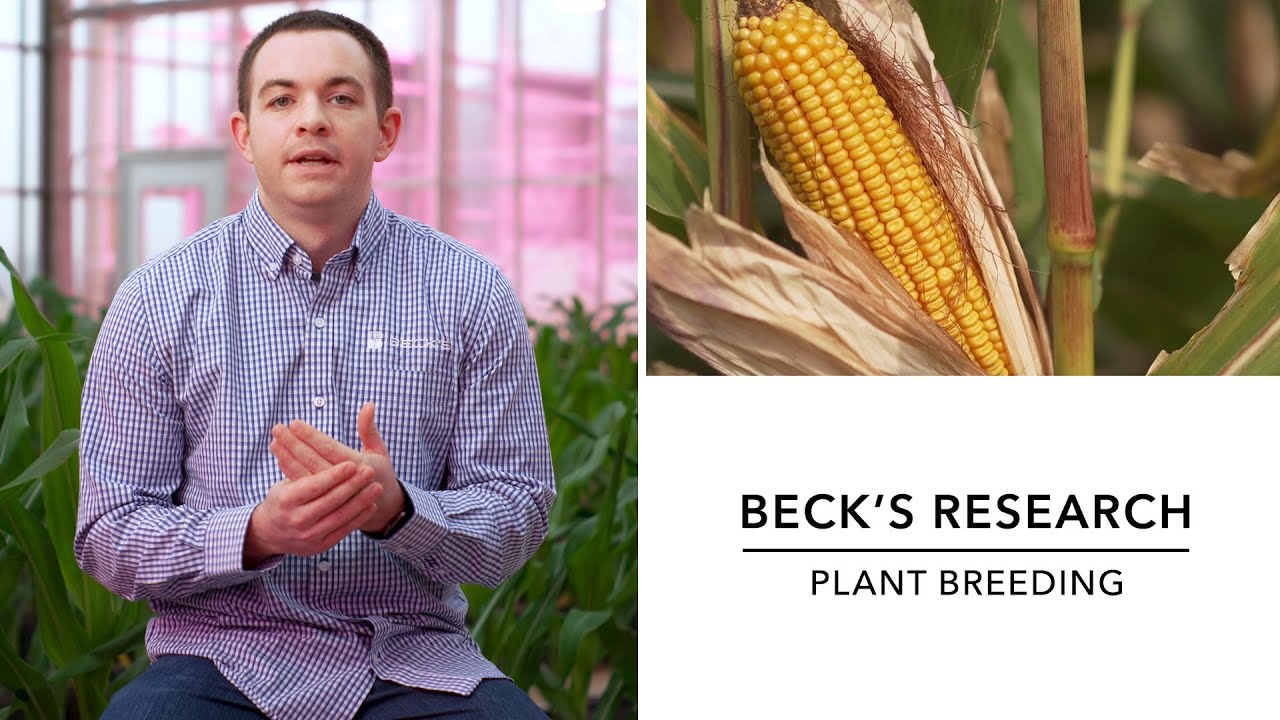 Plant Breeding | Beck's Research
