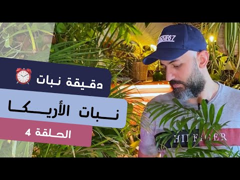 فيديو: Parlor Palm Houseplant Care - رعاية نباتات النخيل الداخلية