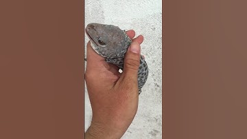 Tắc kè đột biến độc lạ của trại , 0913398911