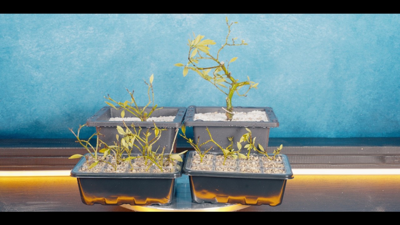 Корневая гниль бонсай гардении и черенки