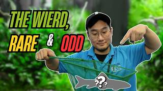 Aquarium Expert Shows Off Our Craziest New Fish Arrivals