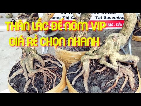 Video Mai Vàng Giá Rẻ Tôi 2/8 Lhsdt 0857703620 - youtube