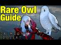 How to Find NEW OWL PET in Crimson Desert