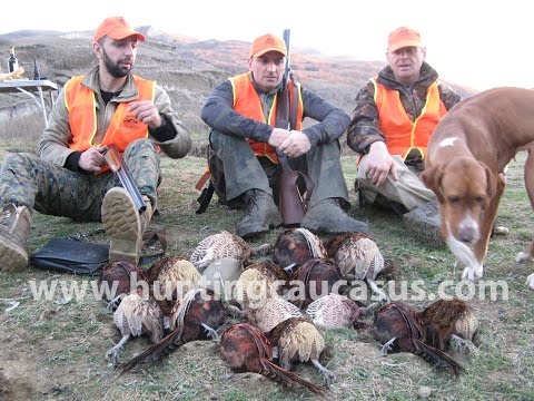 ხოხობზე ნადირობა საქართველოში. Nadiroba. Охота  на фазана.