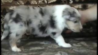 Щенки колли от Дениса и Леси - 3 недели. Щенки колли от Дениса и Леси - 3 недели.