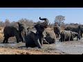 Heartwarming Mud Moments with Matriarch Tokwe & Baby Albino Elephant, Khanyisa 💖