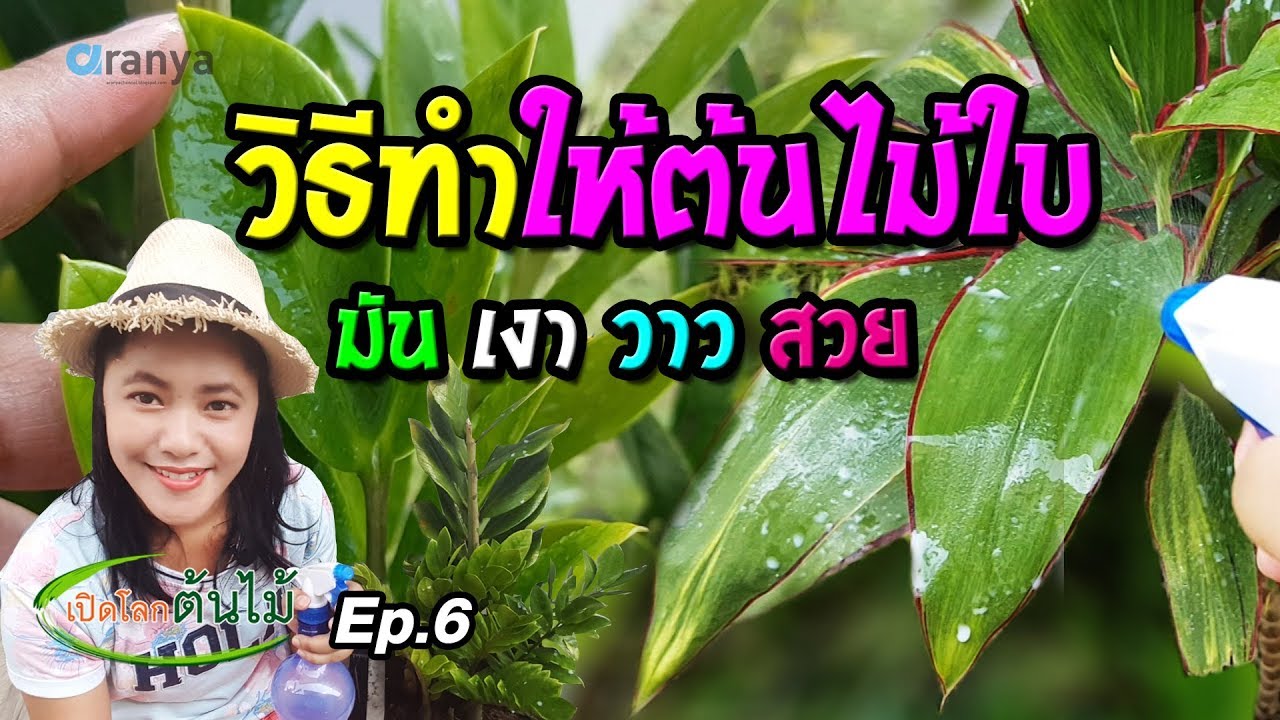 วิธี ทํา สวย  2022 Update  วิธีทำให้ต้นไม้ใบ มีใบที่ มัน เงา วาว สวย|เปิดโลกต้นไม้ Ep.6| Aranya Channel