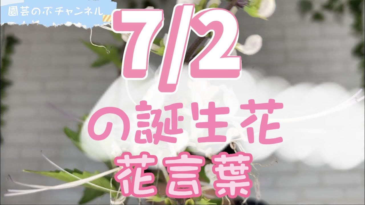 7/2の誕生花と花言葉【園芸のぶチャンネル】【7月】【2日