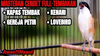 PANCINGAN CENDET SUSAH BUNYI AMPUH BIKIN CENDET IKUT NEMBAK MATERI TERBARU