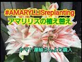 #AMARYLLISreplanting アマリリスの植え替え　ヤマト運輸さんより購入
