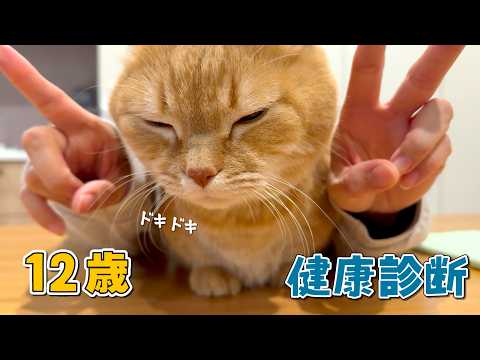12歳で結石持ちの愛猫の健康診断が驚くべき結果でした…！