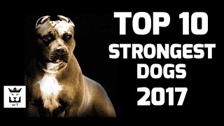 Top 10 Strongest Dogs Breeds(Powerful Dogs) by Welneon Trends 19,034 views 7 years ago 6 minutes, 33 seconds