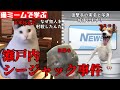 猫ミームで学ぶ瀬戸内シージャック事件 #猫マニ #猫ミーム