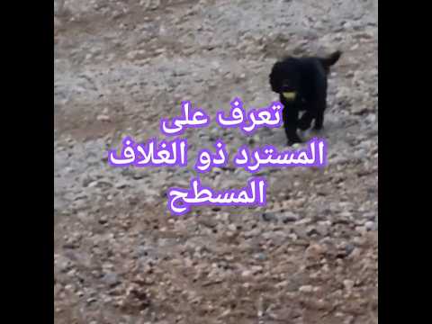 تعرف على سلالة الكلاب المسترد ذو الغلاف المسطح