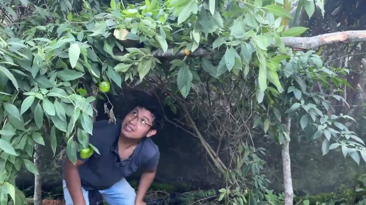 Esta planta nos regala picante todo el año; le hice su cama en forma de casita para tener más chiles