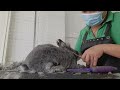 How to groom a bunny|Bunny grooming complete process|#bunnylover#bunnygrooming