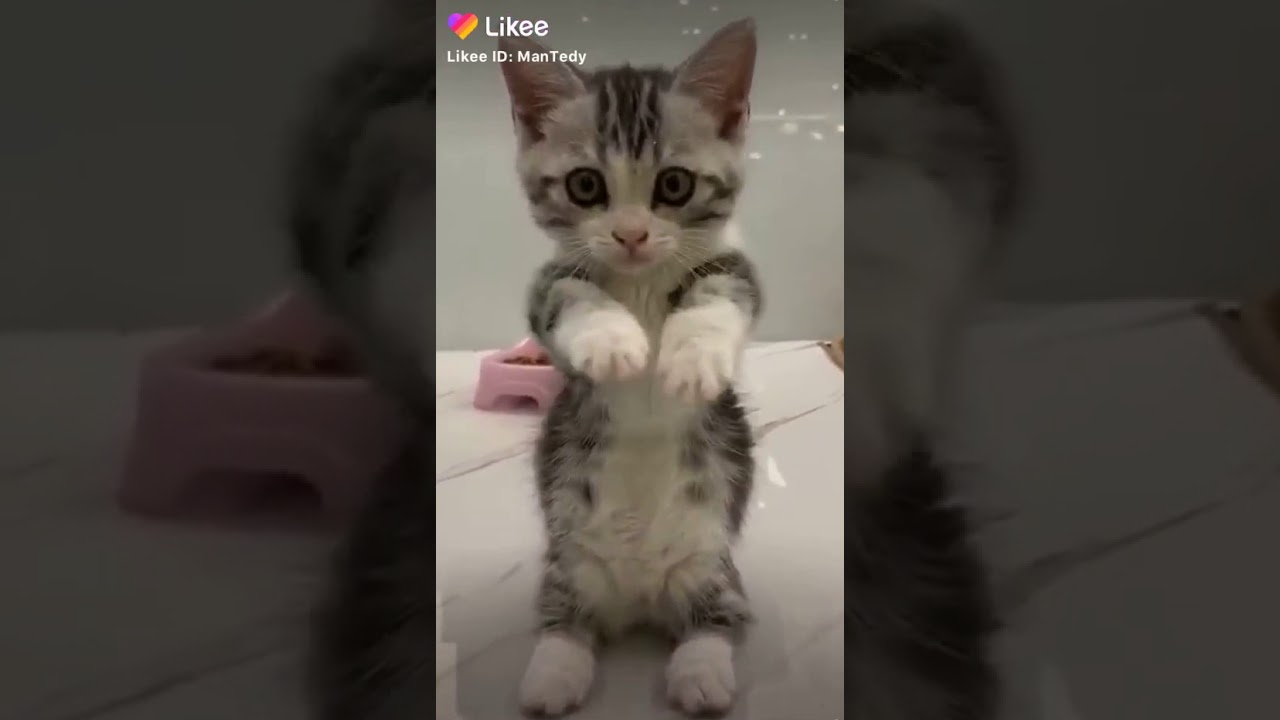 Смешное видео про ладу