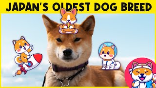 Shiba Inu | Japan's Oldest Dog Breed