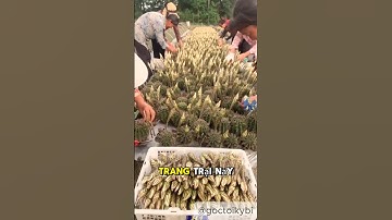 Món ngon từ hoa xương rồng. #shorts