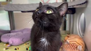 Ruby - Adoptable Cat at Brown County Humane Society