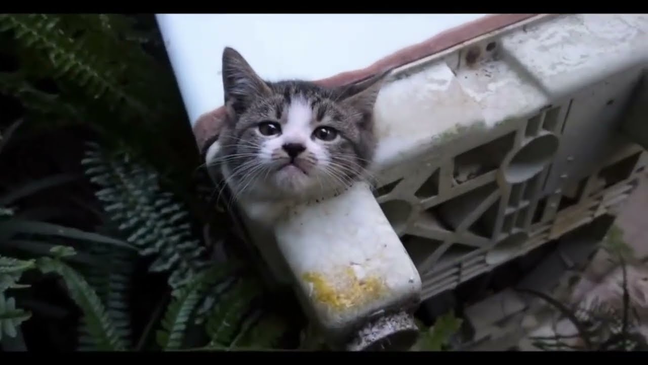 Cat Rescue | Head Stuck in Washing Machine Drain Hole | Tiny Kitten Saved from Washing Machine