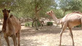 Camel Eating And Sleeping Camel