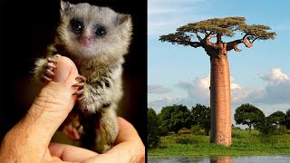 The Most Unique Animals That Ever Lived