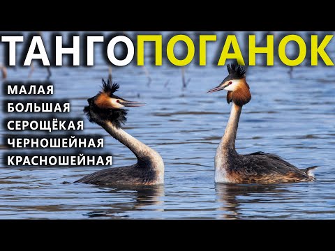 Танго поганок России