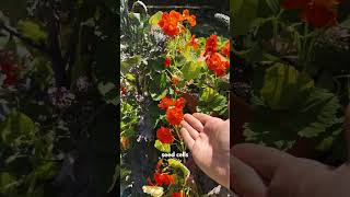 Why Your Nasturtium Seeds Wont Sprout And How To Fix It
